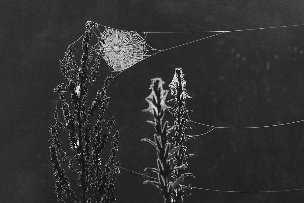 Photograph by Фролова Евгения