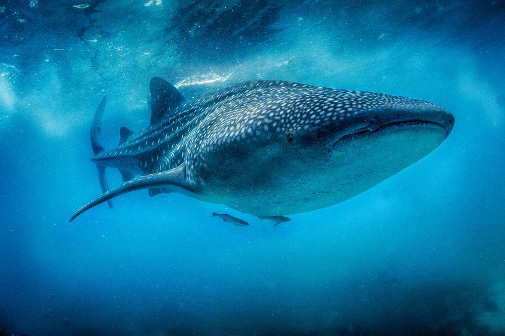 Китовая акула