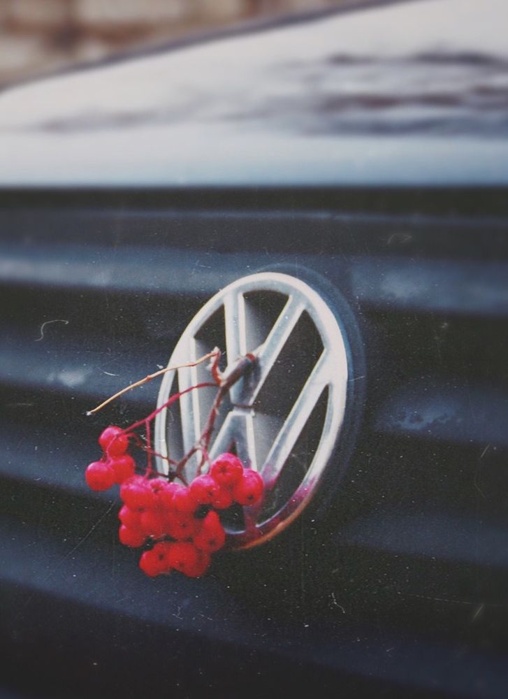 Цветущая рябина