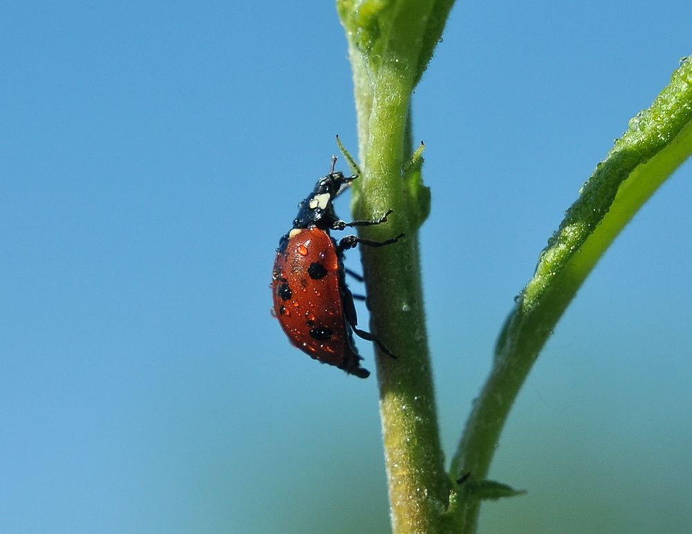 По пути к небу