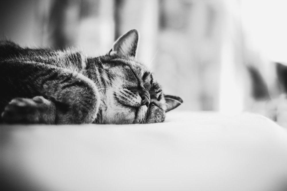 Беззаботное утро.