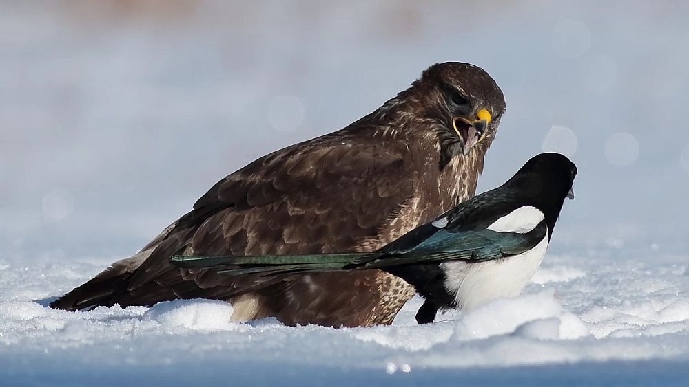 Визуальная риторика 2