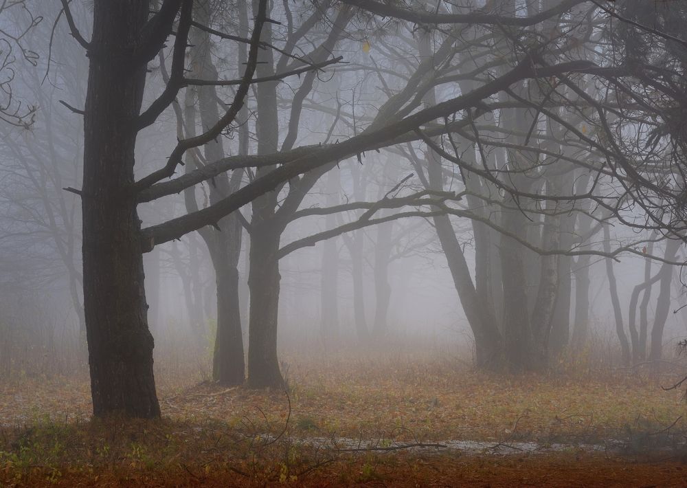 Туманный рассвет