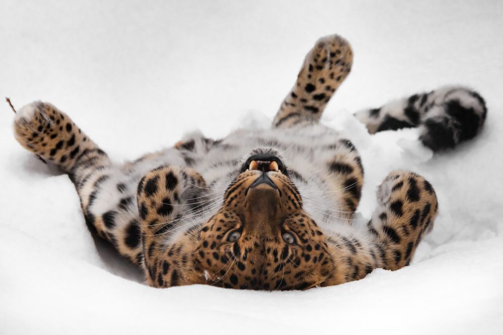 Amur leopard playing in the snow