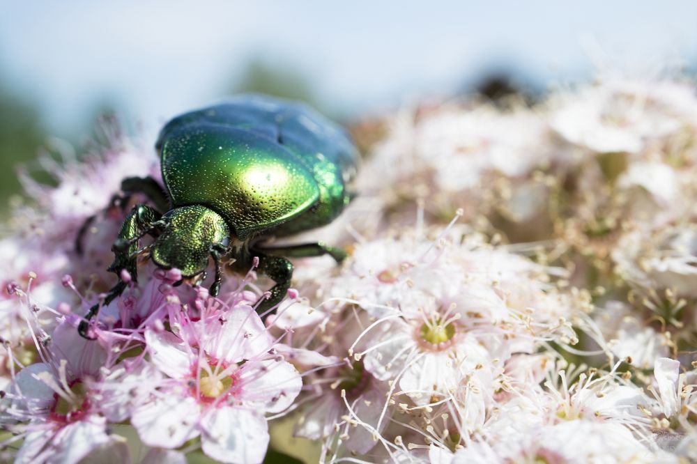 Cetonia aurata