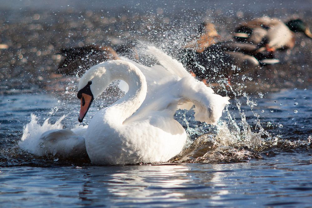 Благородная птица!