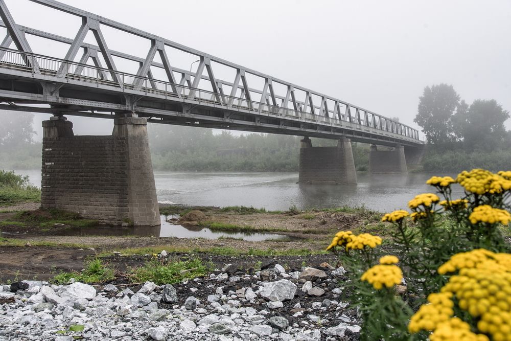 Бессмертник у моста