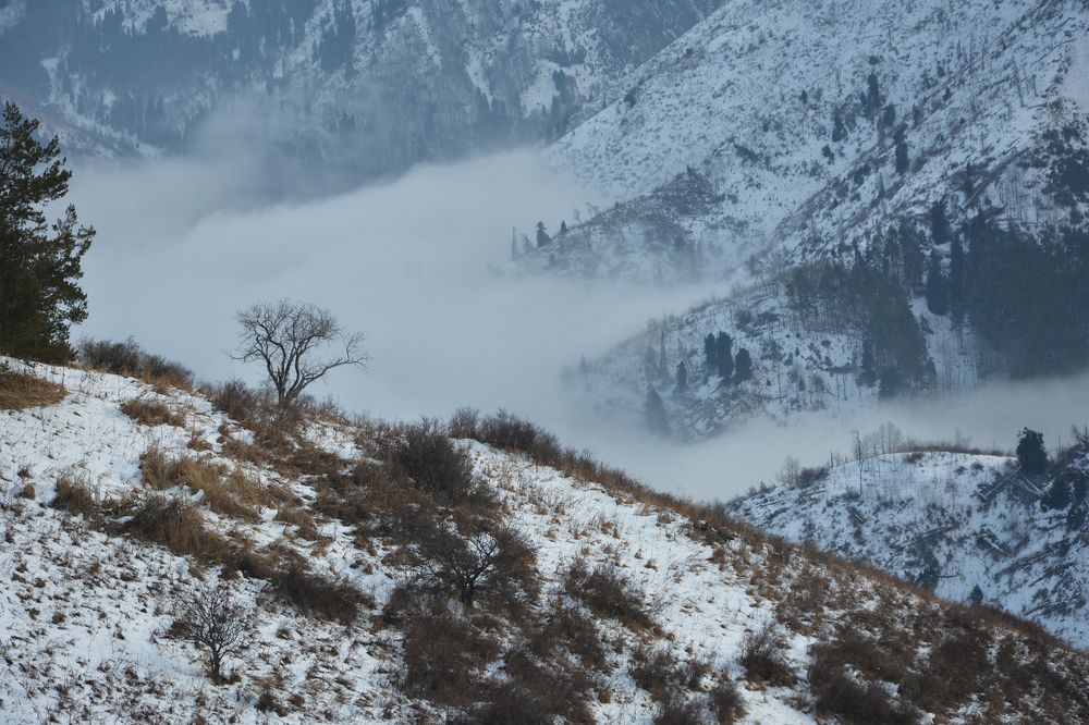 Туман в горах