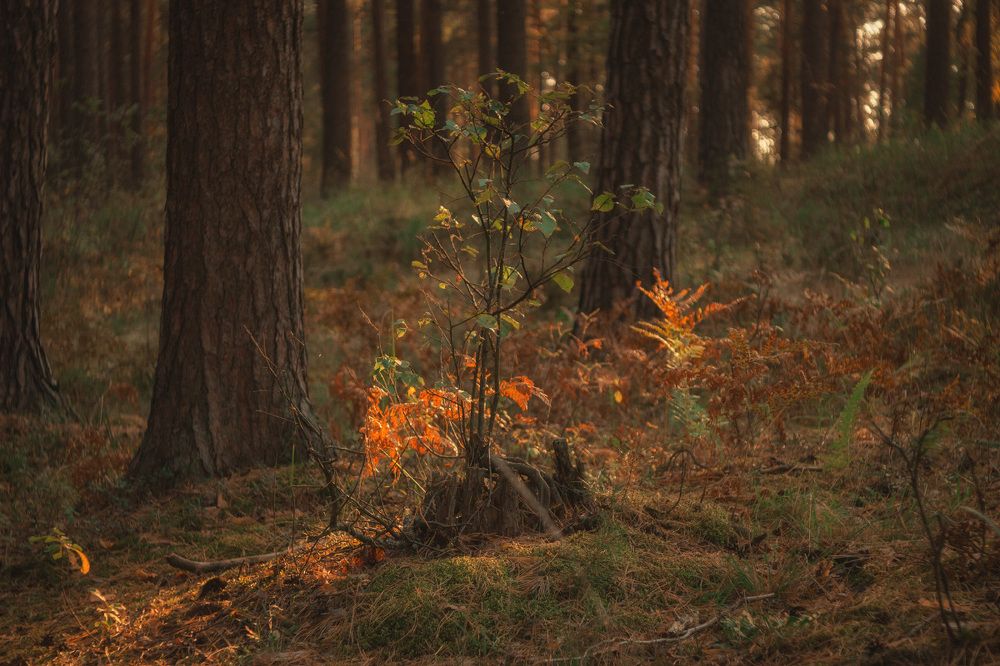 Огненный лес