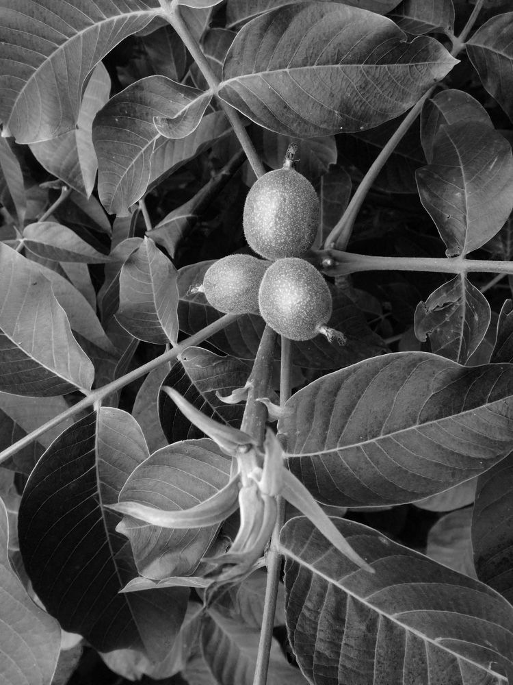 Photograph by Столярова Ольга