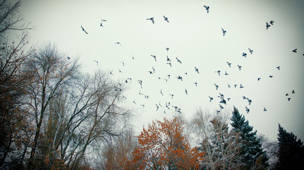 Свобода полета