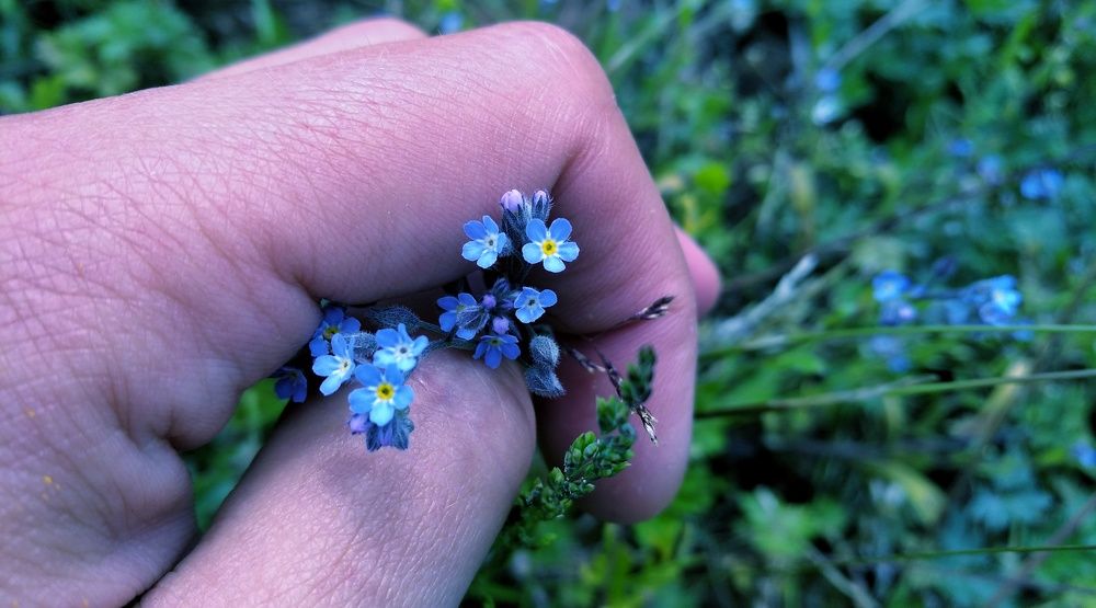 Blue is a color