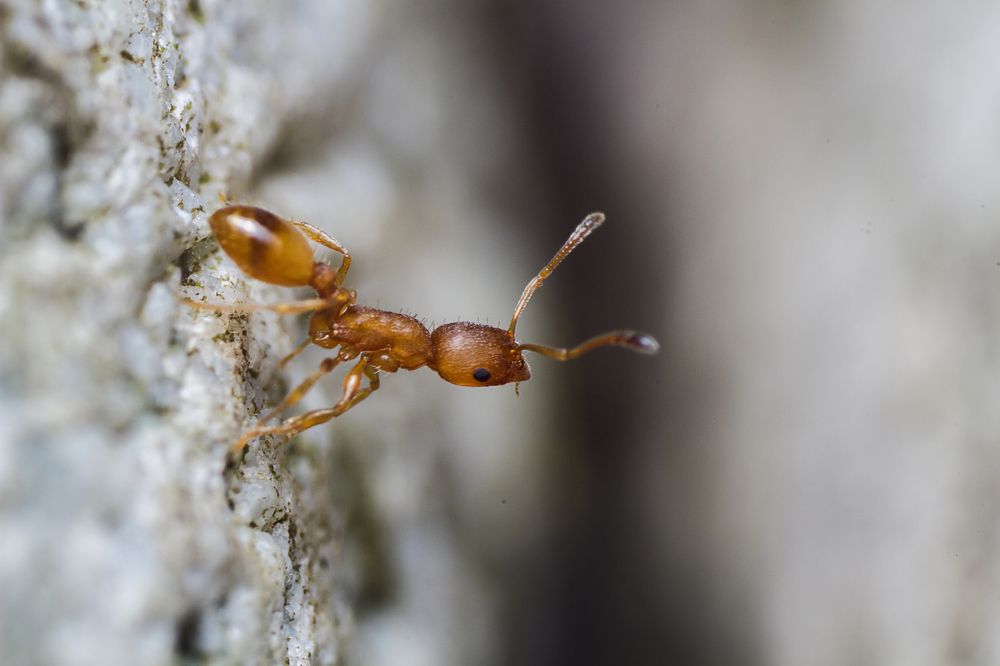 Ant