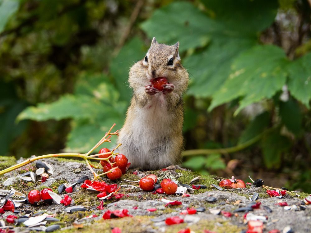 Витамины тоже нужны