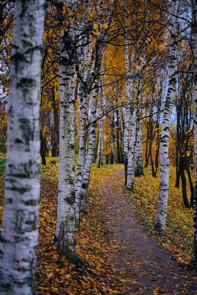 Осенний лес