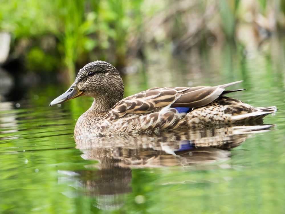 Скоро в полет