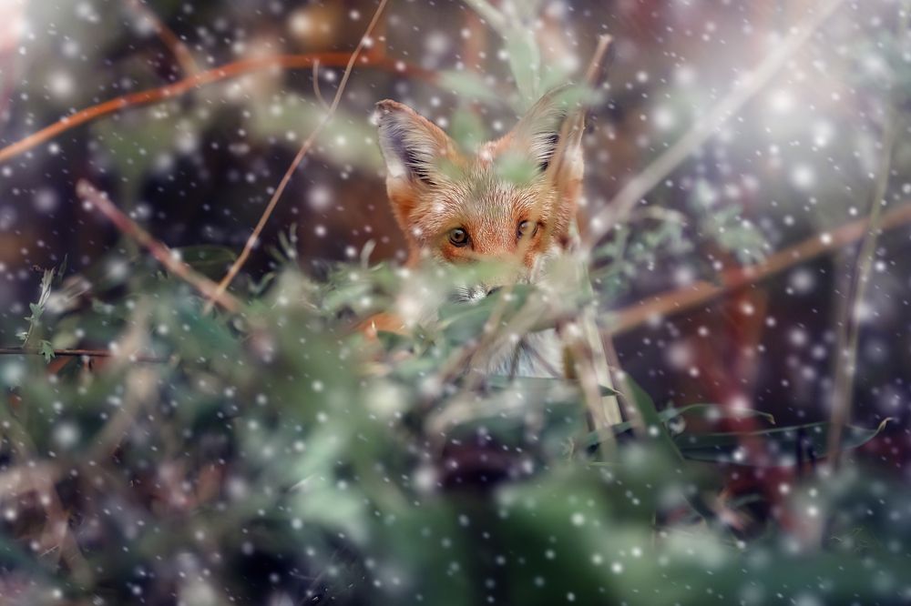 Лисья хитрость.