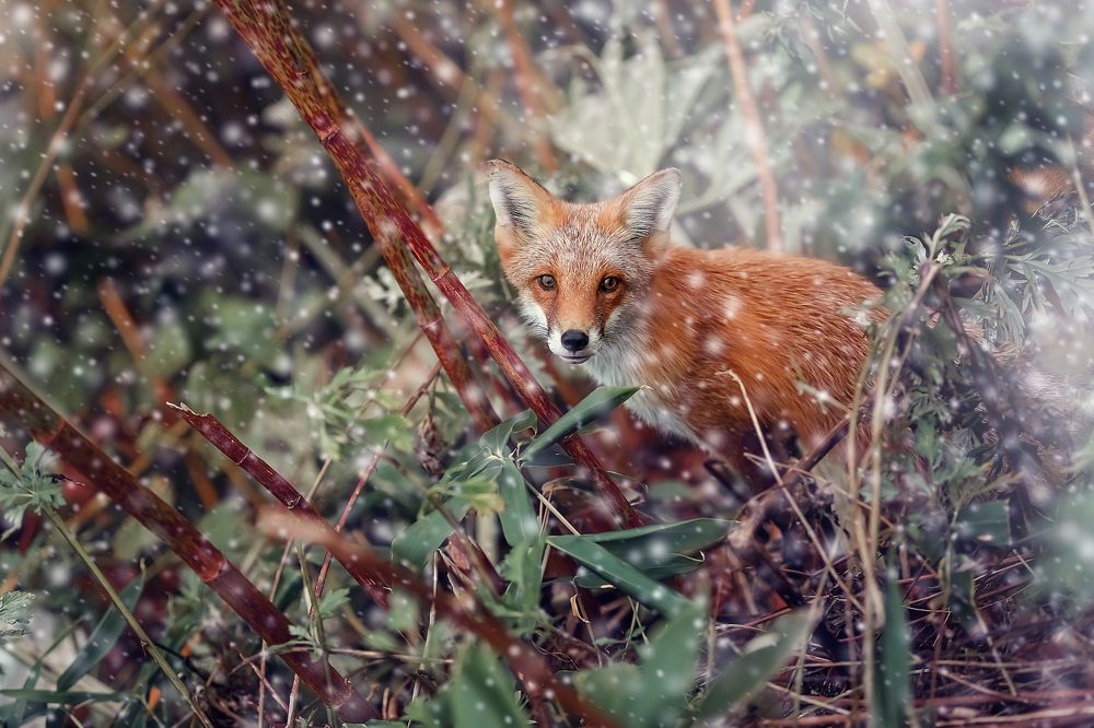Знакомьтесь, плутовка.