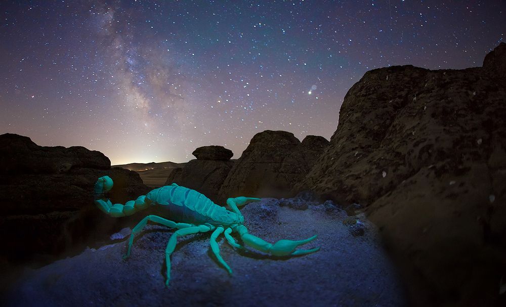 В созвездии стрельца и скорпиона