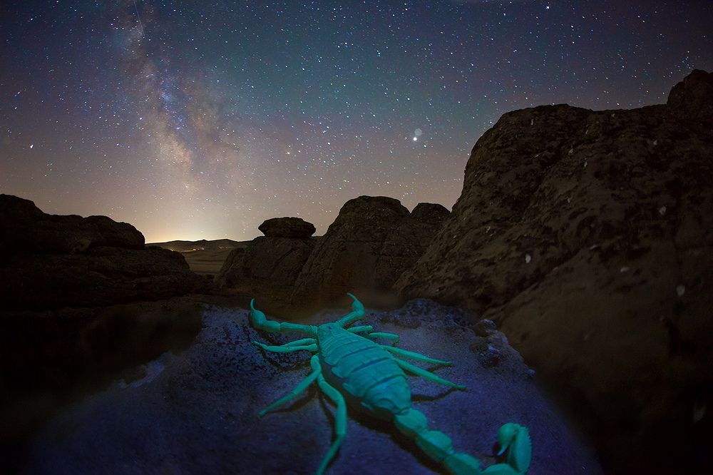 Земной и небесный скорпионы