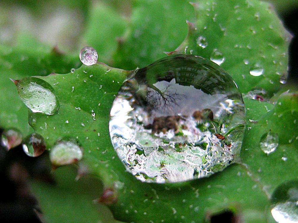 gota