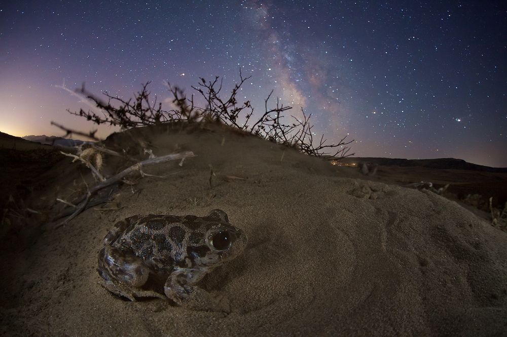 Обитательница дюн