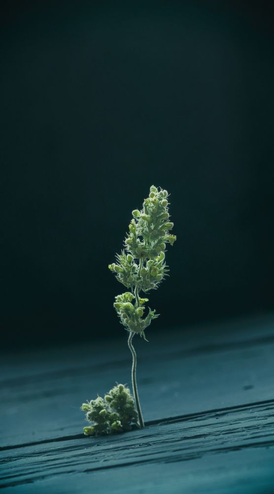 сухой актер