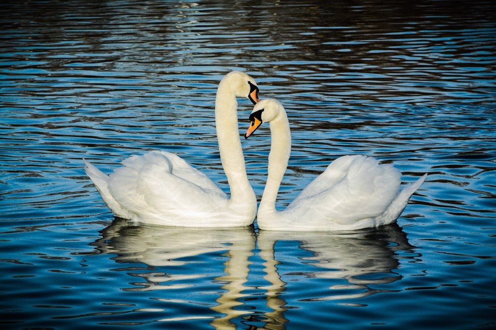 Пара лебедей