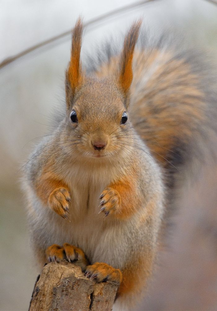 Орешки где?