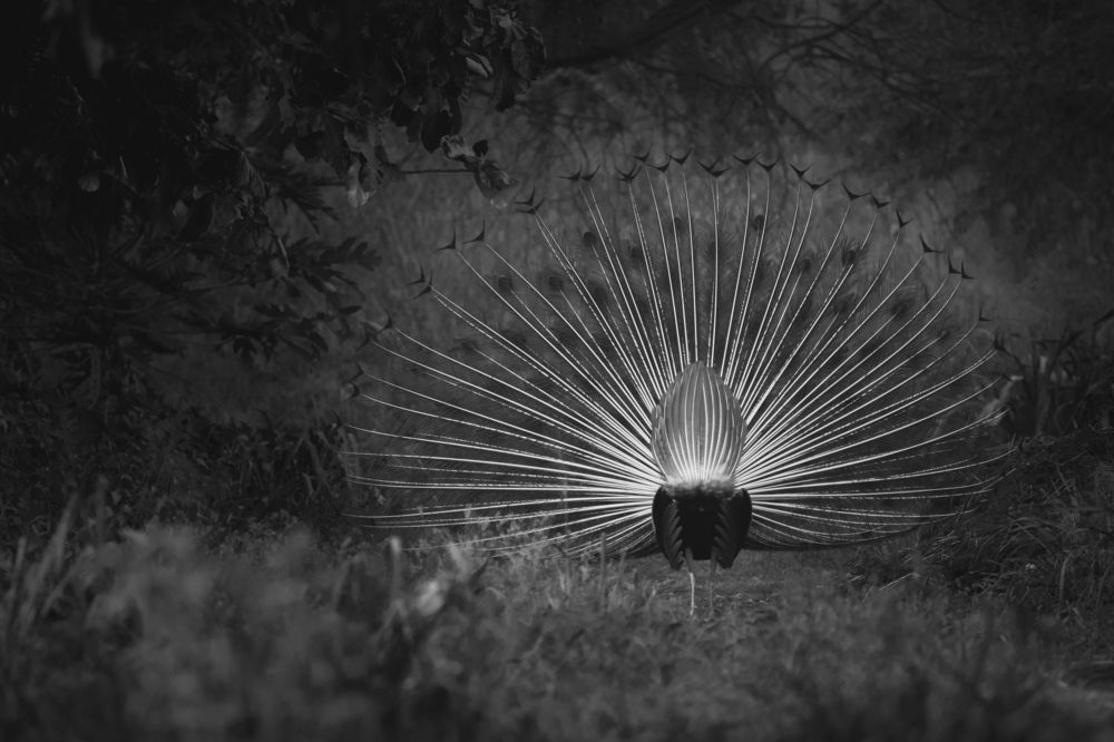 Starburst amidst the bushes !