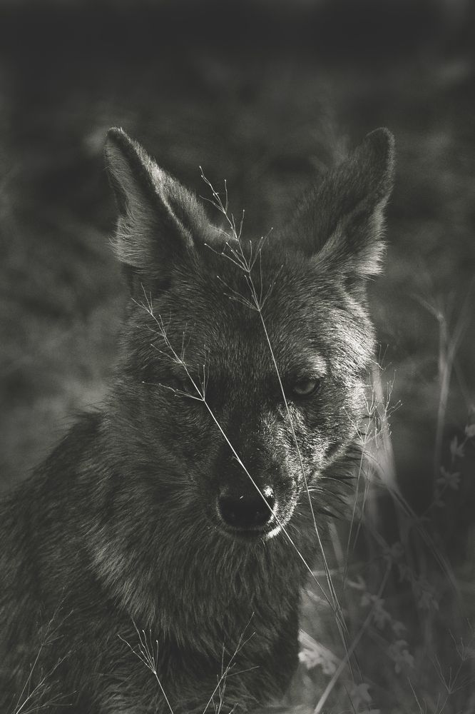 ATTACK, IS THE PLAN !