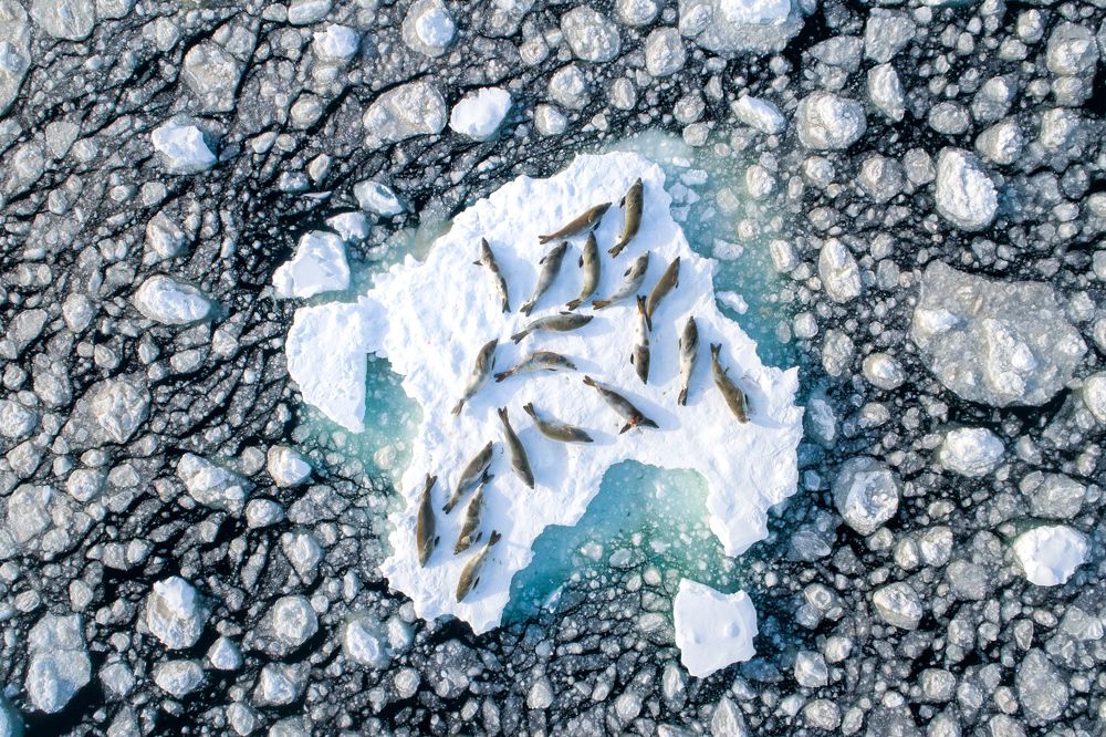 Crabeater Seal resting