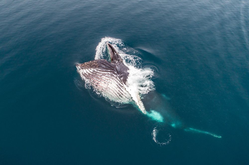 Humpback Whale feeding