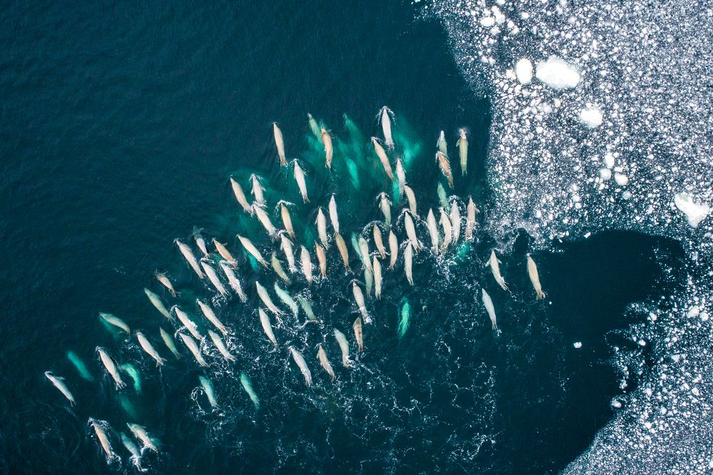 Crabeater Seal feeding