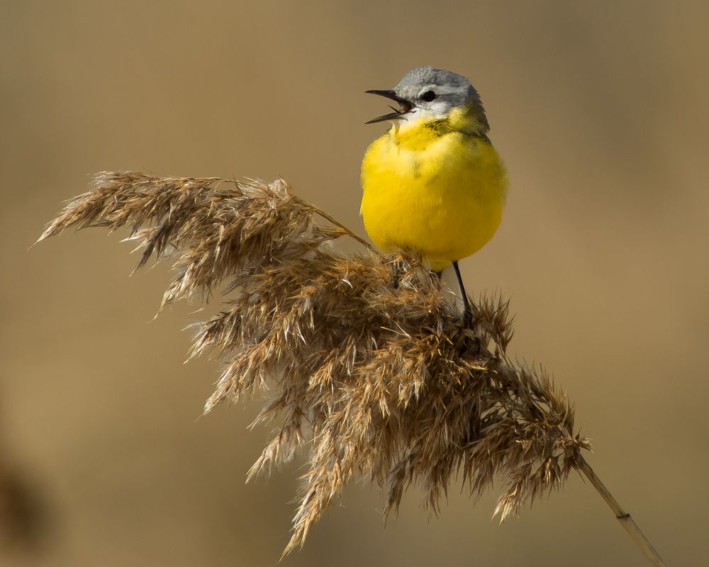 Летняя песня