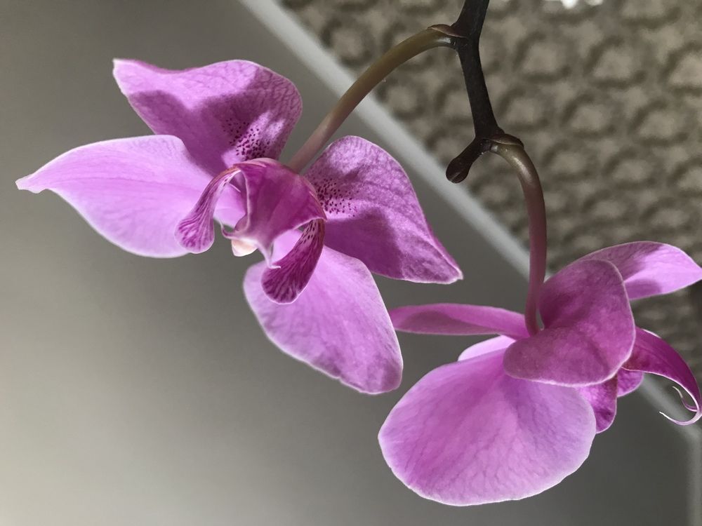 Photograph by Анар Амирова