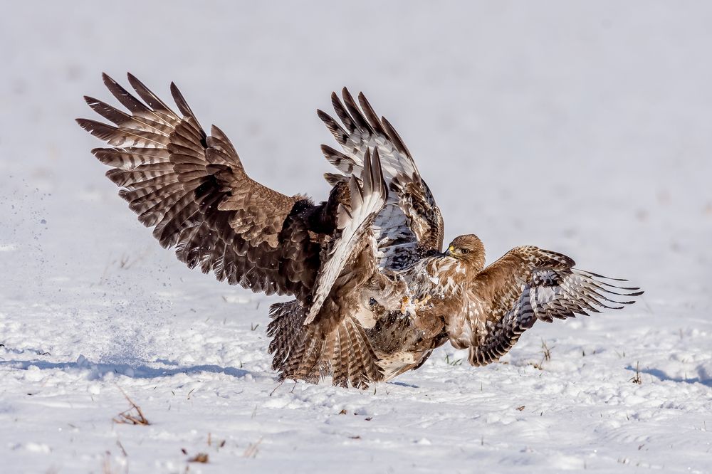 two young buds in a winter battle