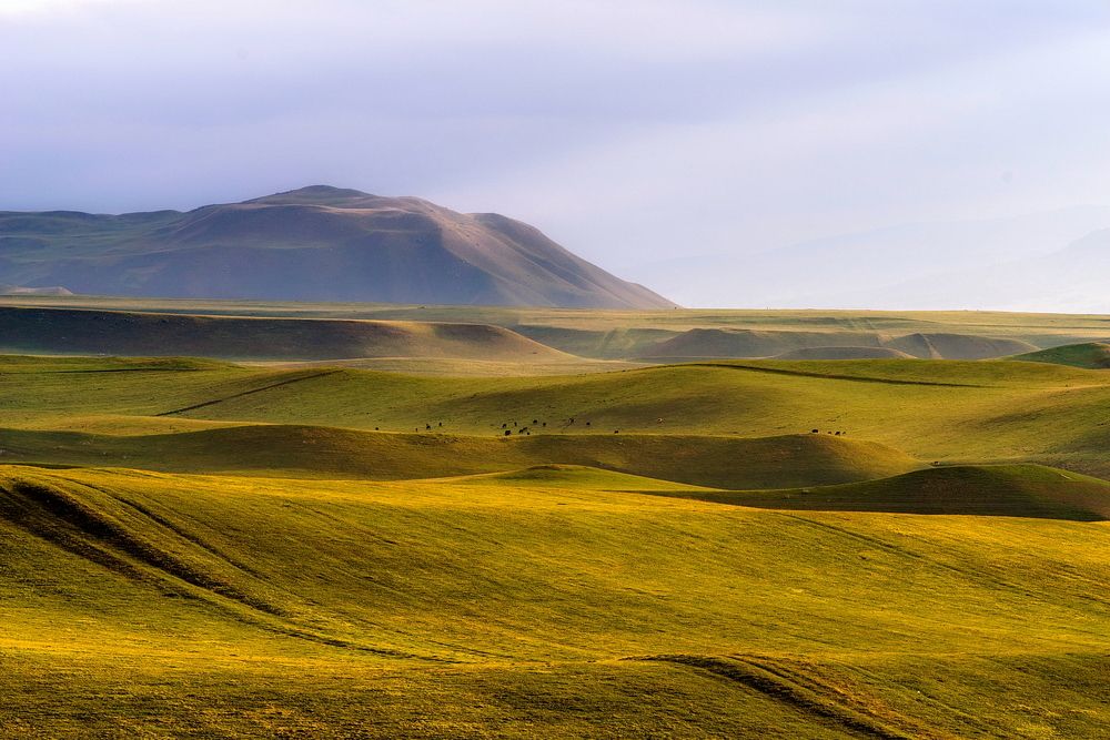 ЗЕЛЕНЫЕ ВОЛНЫ ХОЛМОВ