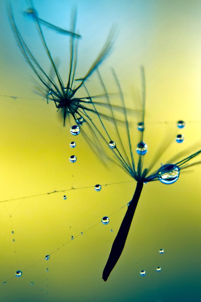 Dance Me to the End of Love