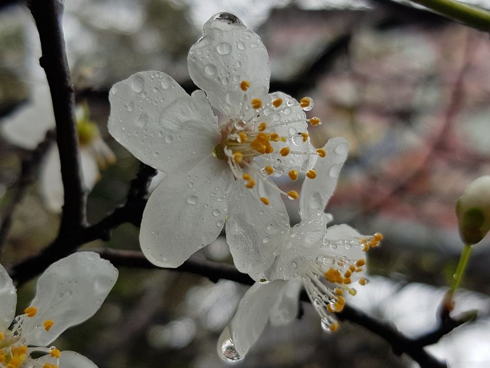 февральские первоцветы