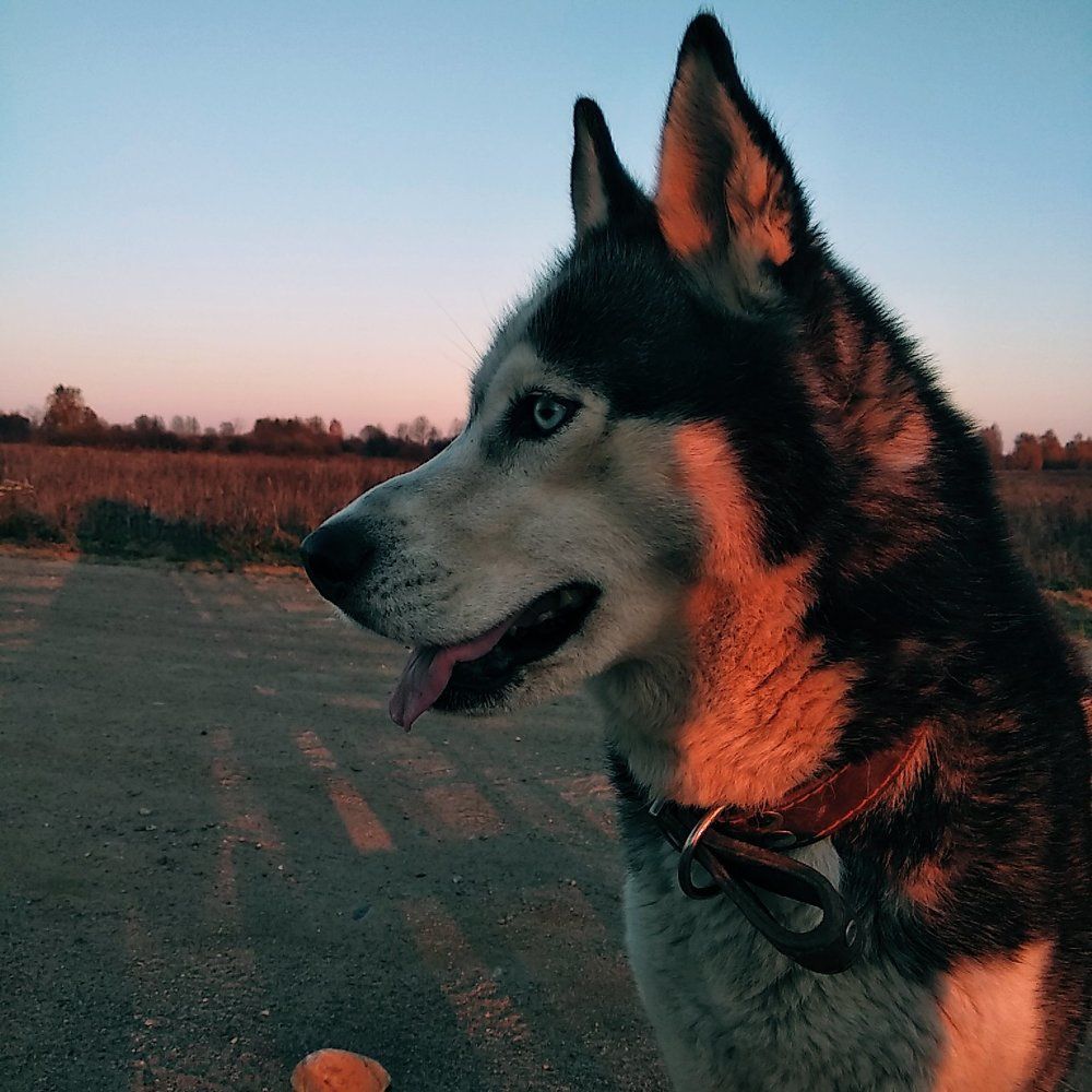 Самый преданный друг