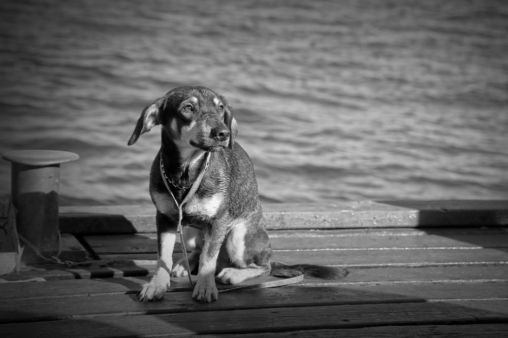 В ожидании друга.