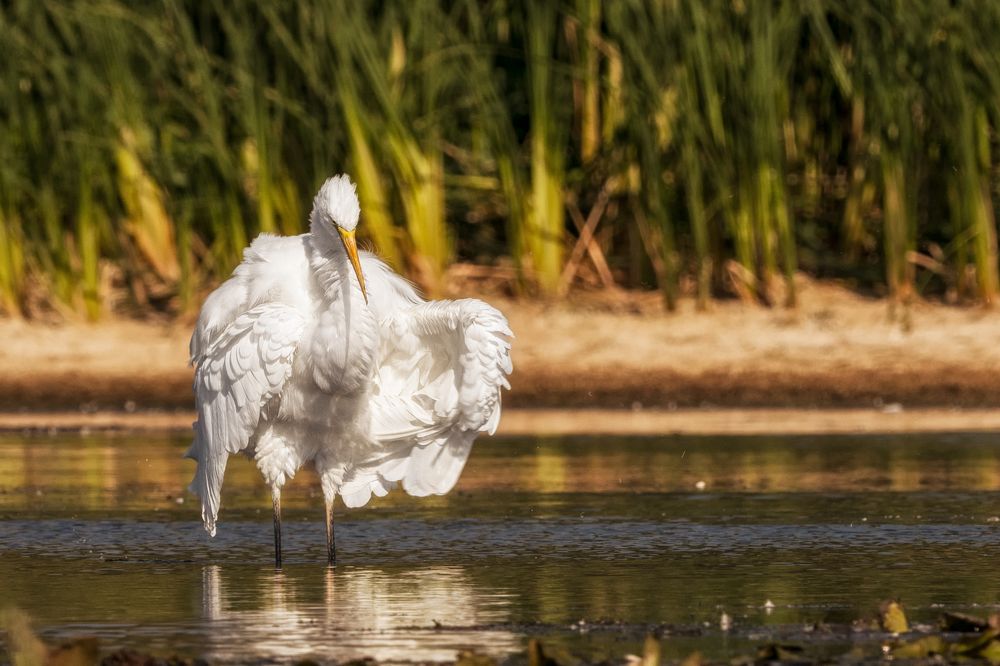 В гостях у цапель