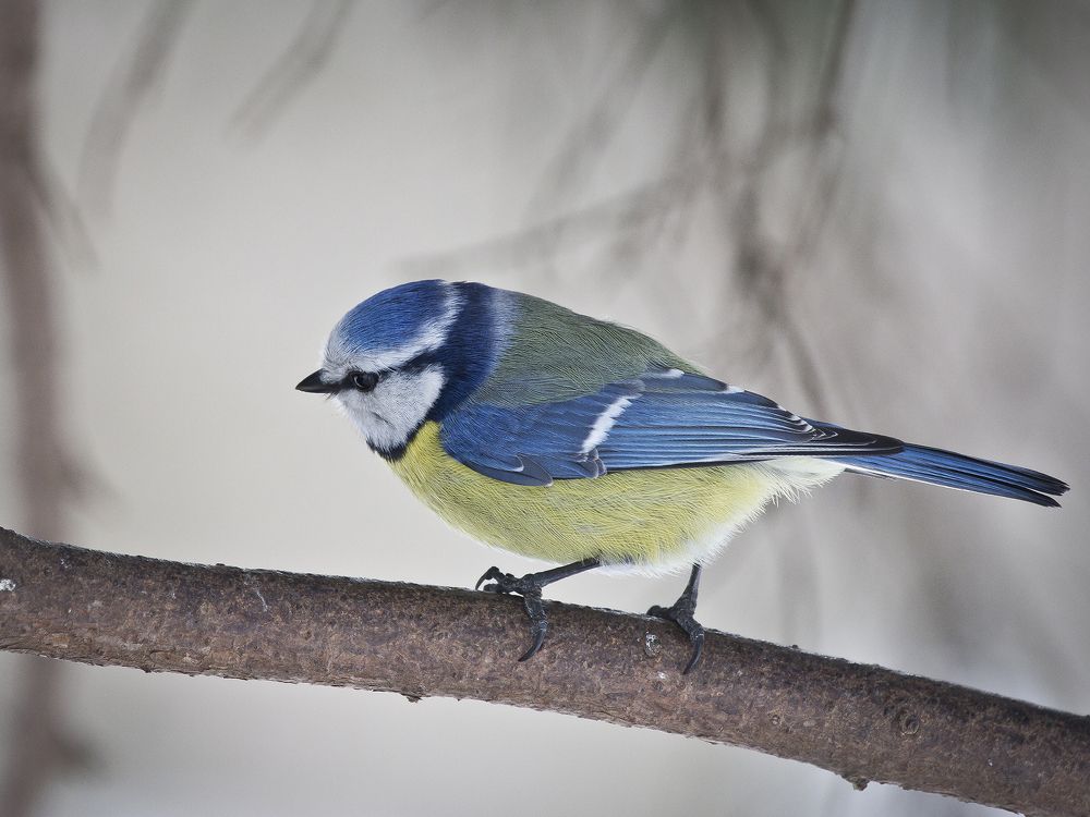 лазоревка зимой