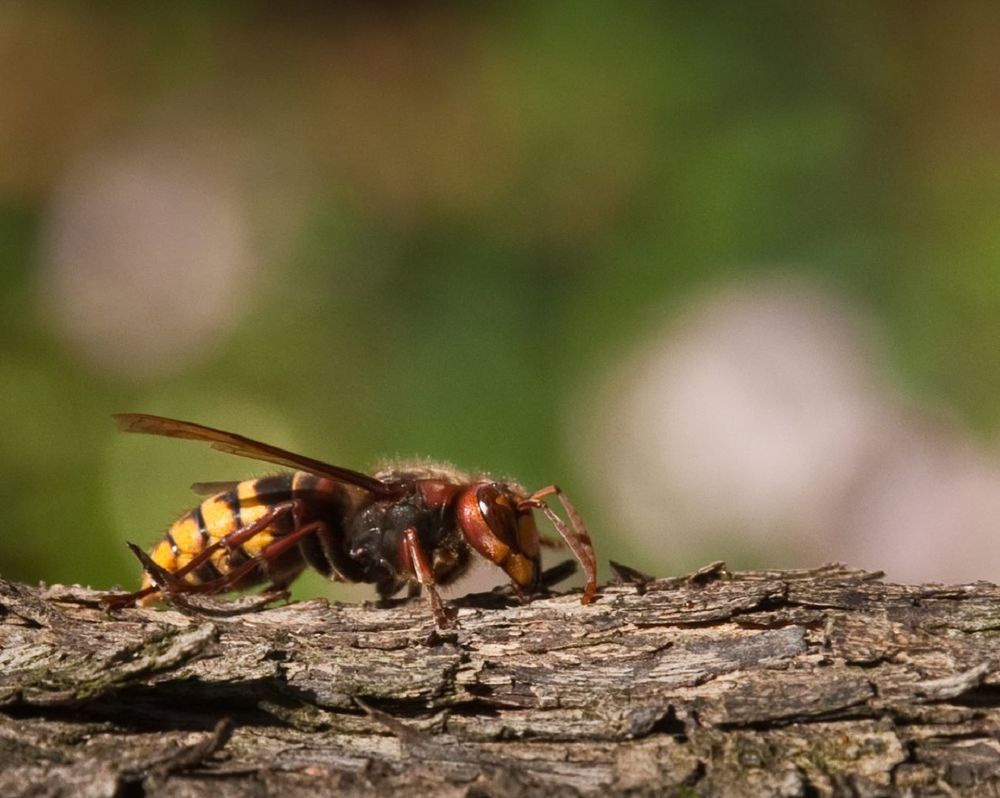 European Vespa crabro, гигантский шершень