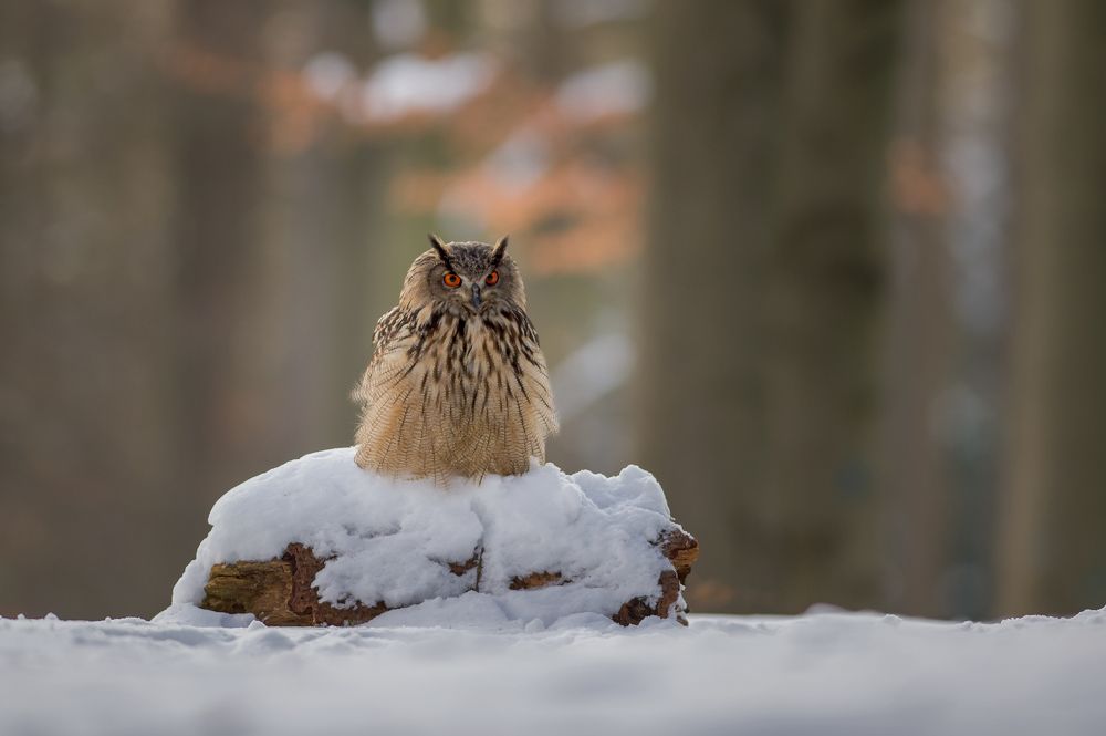 Surprise in the woods (Bubo bubo)