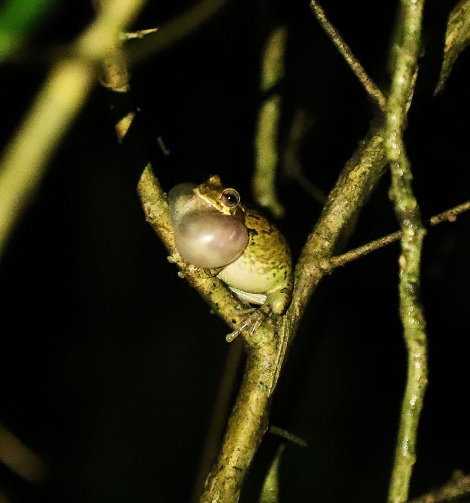 Sound and hearing / Sonido y audición