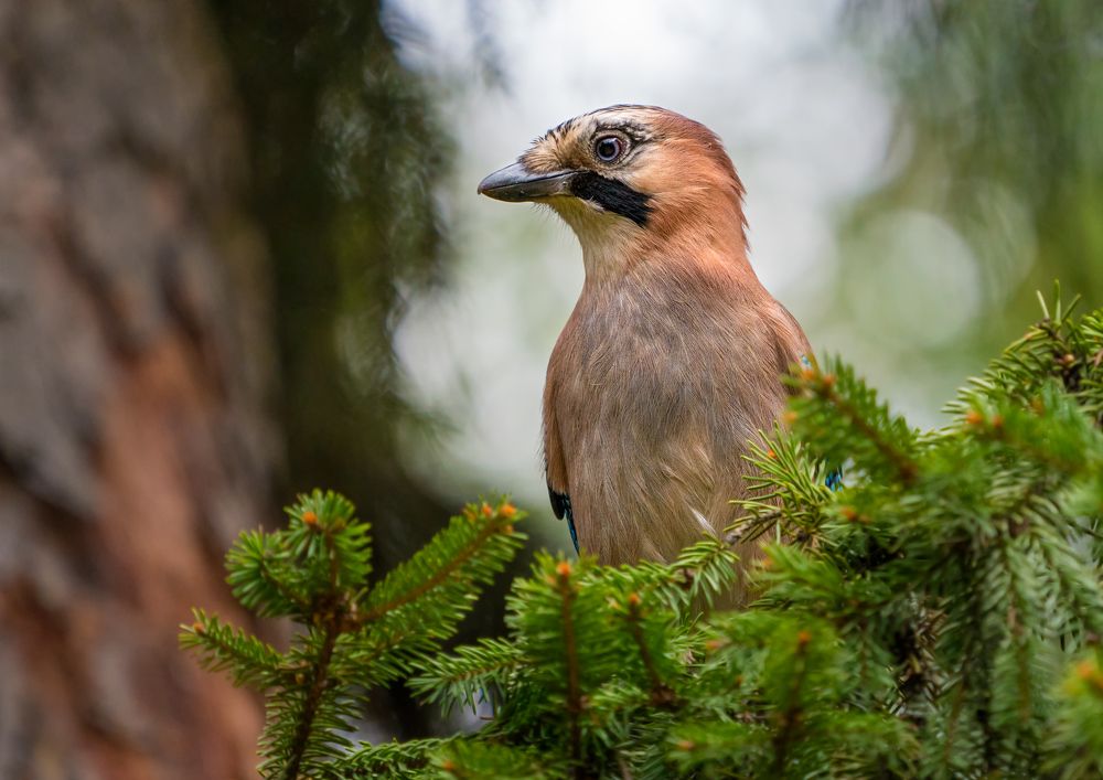 Сойка и ёлка