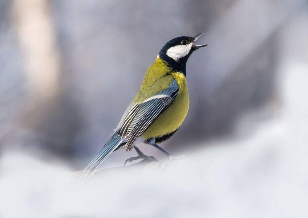 Услышь мой чирик!