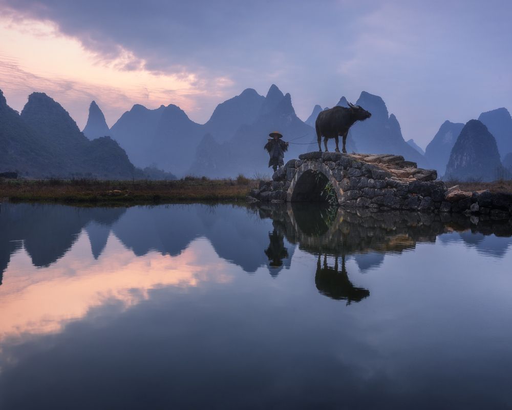 Прогулка с быком